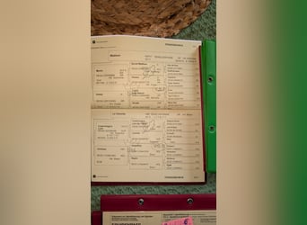 Niemiecki kuc wierzchowy, Klacz, 7 lat, 145 cm