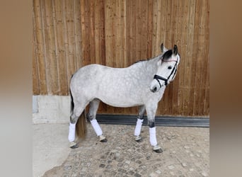 Niemiecki kuc wierzchowy, Klacz, 7 lat, 145 cm, Siwa jabłkowita