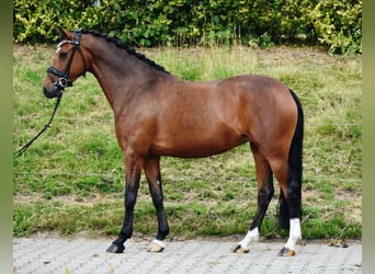 Niemiecki kuc wierzchowy, Klacz, 7 lat, 146 cm, Gniada