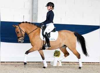 Niemiecki kuc wierzchowy, Klacz, 7 lat, 146 cm, Jelenia
