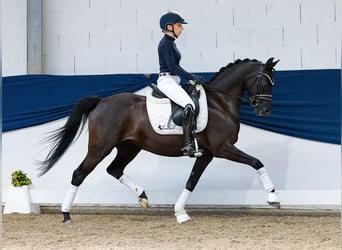 Niemiecki kuc wierzchowy, Klacz, 7 lat, 146 cm, Kara