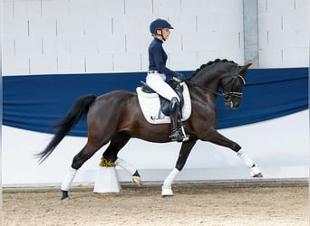 Niemiecki kuc wierzchowy, Klacz, 7 lat, 146 cm, Kara