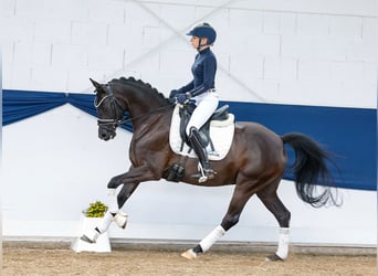 Niemiecki kuc wierzchowy, Klacz, 7 lat, 146 cm, Kara