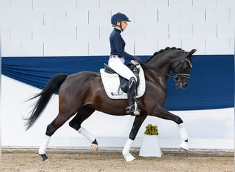 Niemiecki kuc wierzchowy, Klacz, 7 lat, 146 cm, Kara