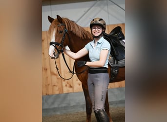 Niemiecki kuc wierzchowy, Klacz, 7 lat, 147 cm, Ciemnokasztanowata