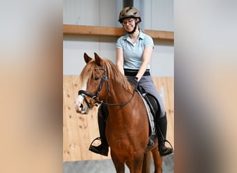 Niemiecki kuc wierzchowy, Klacz, 7 lat, 147 cm, Ciemnokasztanowata