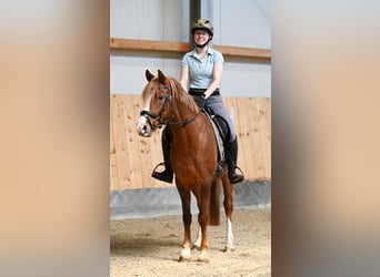 Niemiecki kuc wierzchowy, Klacz, 7 lat, 147 cm, Ciemnokasztanowata