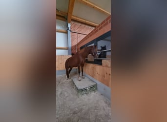 Niemiecki kuc wierzchowy, Klacz, 7 lat, 147 cm, Ciemnokasztanowata