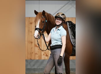 Niemiecki kuc wierzchowy, Klacz, 7 lat, 147 cm, Ciemnokasztanowata