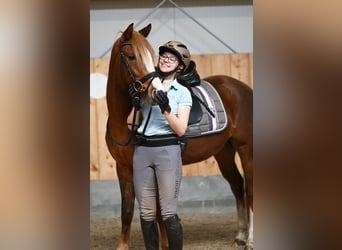 Niemiecki kuc wierzchowy, Klacz, 7 lat, 147 cm, Ciemnokasztanowata