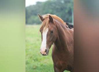 Niemiecki kuc wierzchowy, Klacz, 7 lat, 147 cm, Ciemnokasztanowata