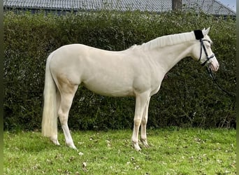 Niemiecki kuc wierzchowy, Klacz, 7 lat, 147 cm, Cremello