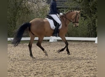 Niemiecki kuc wierzchowy, Klacz, 7 lat, 147 cm, Jelenia