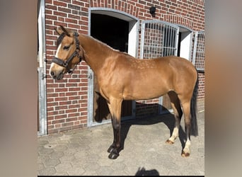 Niemiecki kuc wierzchowy, Klacz, 7 lat, 147 cm, Jelenia