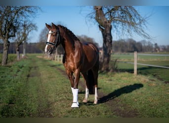 Niemiecki kuc wierzchowy, Klacz, 7 lat, 148 cm, Ciemnokasztanowata