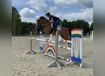 Niemiecki kuc wierzchowy, Klacz, 7 lat, 148 cm, Jelenia