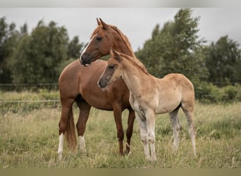 Niemiecki kuc wierzchowy, Klacz, 7 lat, 148 cm, Kasztanowata