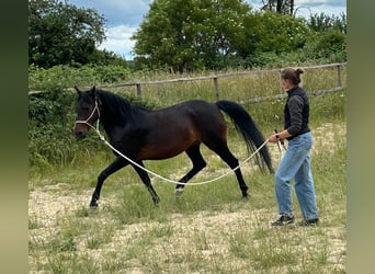 Niemiecki kuc wierzchowy, Klacz, 7 lat, 149 cm, Ciemnogniada