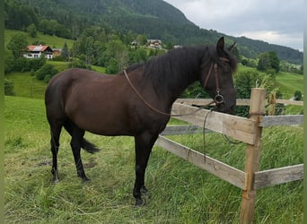 Niemiecki kuc wierzchowy, Klacz, 7 lat, 149 cm, Kara