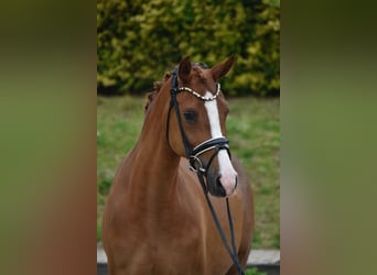 Niemiecki kuc wierzchowy, Klacz, 7 lat, 150 cm, Kasztanowata