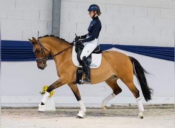 Niemiecki kuc wierzchowy, Klacz, 7 lat, 151 cm, Bułana