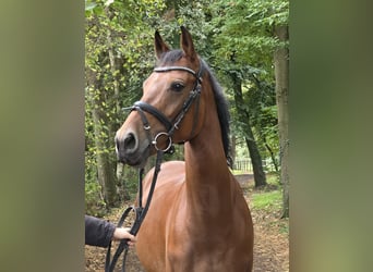 Niemiecki kuc wierzchowy, Klacz, 7 lat, 152 cm, Gniada