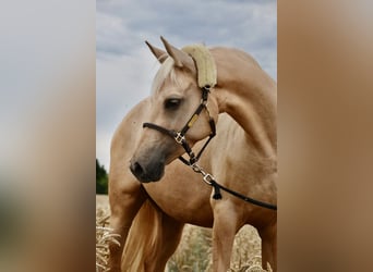 Niemiecki kuc wierzchowy, Klacz, 7 lat, 154 cm, Izabelowata