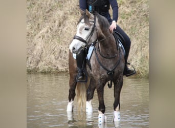 Niemiecki kuc wierzchowy, Klacz, 7 lat, 154 cm, Siwa