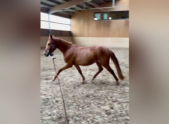 Niemiecki kuc wierzchowy, Klacz, 8 lat, 141 cm, Ciemnokasztanowata