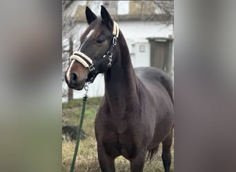 Niemiecki kuc wierzchowy Mix, Klacz, 8 lat, 145 cm, Ciemnogniada