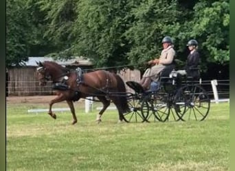 Niemiecki kuc wierzchowy, Klacz, 8 lat, 145 cm, Ciemnokasztanowata