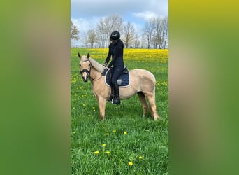 Niemiecki kuc wierzchowy, Klacz, 8 lat, 145 cm, Izabelowata