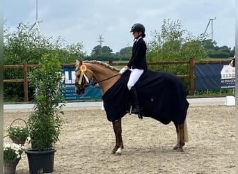 Niemiecki kuc wierzchowy, Klacz, 8 lat, 145 cm, Izabelowata