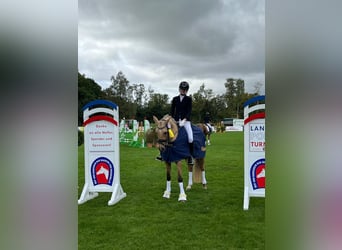 Niemiecki kuc wierzchowy, Klacz, 8 lat, 145 cm, Izabelowata