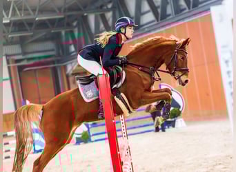 Niemiecki kuc wierzchowy, Klacz, 8 lat, 145 cm, Kasztanowata