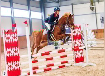 Niemiecki kuc wierzchowy, Klacz, 8 lat, 145 cm, Kasztanowata