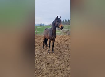 Niemiecki kuc wierzchowy, Klacz, 8 lat, 146 cm