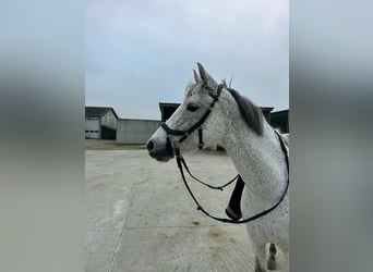 Niemiecki kuc wierzchowy, Klacz, 8 lat, 146 cm, Siwa w hreczce