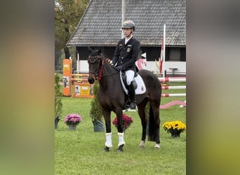 Niemiecki kuc wierzchowy, Klacz, 8 lat, 148 cm, Gniada