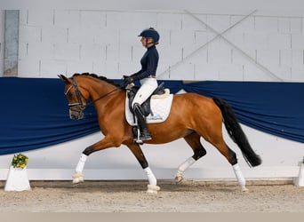 Niemiecki kuc wierzchowy, Klacz, 8 lat, 148 cm, Gniada