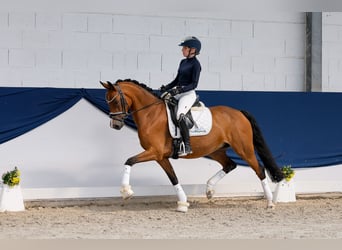 Niemiecki kuc wierzchowy, Klacz, 8 lat, 148 cm, Gniada