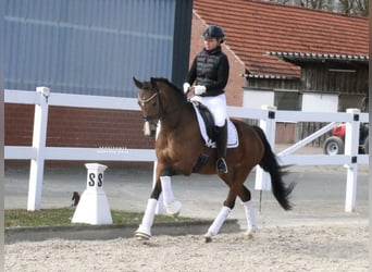 Niemiecki kuc wierzchowy, Klacz, 8 lat, 148 cm, Gniada