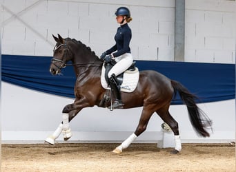 Niemiecki kuc wierzchowy, Klacz, 8 lat, 148 cm, Kara