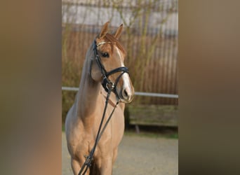 Niemiecki kuc wierzchowy, Klacz, 8 lat, 148 cm, Kasztanowata