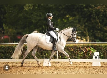 Niemiecki kuc wierzchowy, Klacz, 8 lat, 148 cm, Siwa