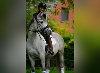 Niemiecki kuc wierzchowy, Klacz, 8 lat, 148 cm, Siwa