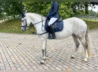 Niemiecki kuc wierzchowy, Klacz, 8 lat, 148 cm, Siwa