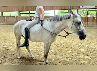 Niemiecki kuc wierzchowy, Klacz, 8 lat, 148 cm, Siwa