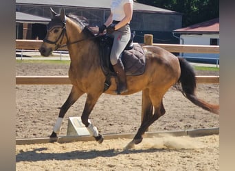 Niemiecki kuc wierzchowy, Klacz, 8 lat, 149 cm, Jelenia