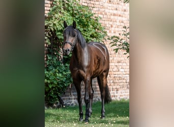 Niemiecki kuc wierzchowy, Klacz, 8 lat, 153 cm, Gniada